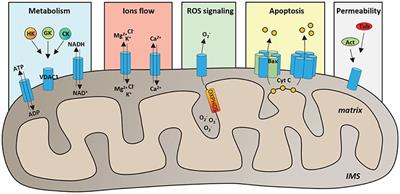 VDAC1 as Pharmacological Target in Cancer and Neurodegeneration: Focus on Its Role in Apoptosis